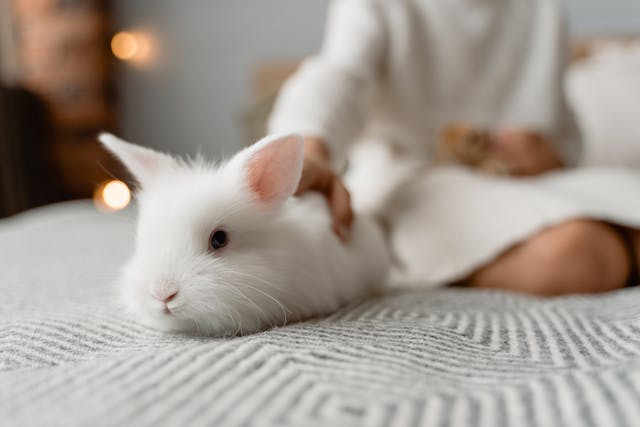 Renovating-with-Pets-in-Mind-Creating-Pet-Friendly-Spaces-in-Your-Home-1