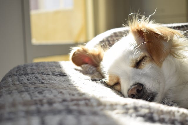 Renovating-with-Pets-in-Mind-Creating-Pet-Friendly-Spaces-in-Your-Home-3
