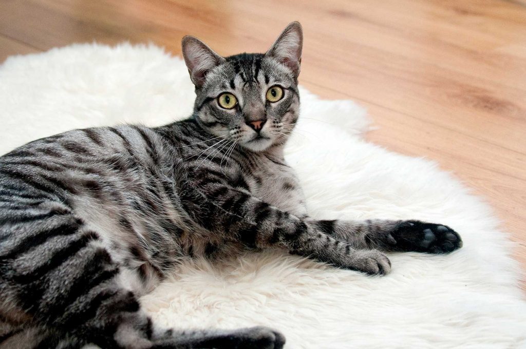 cat-468232-scaled-1-1024x680