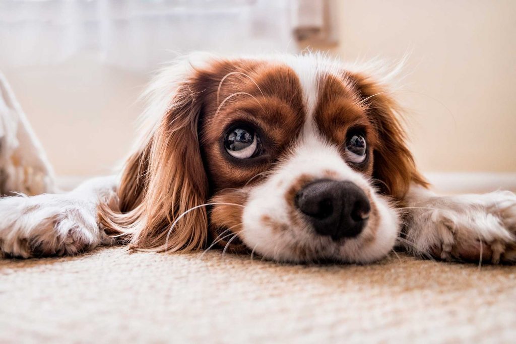 dog-2785074-scaled-1-1024x683