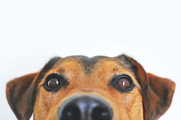 Renovating with Pets in Mind Creating Pet-Friendly Spaces
